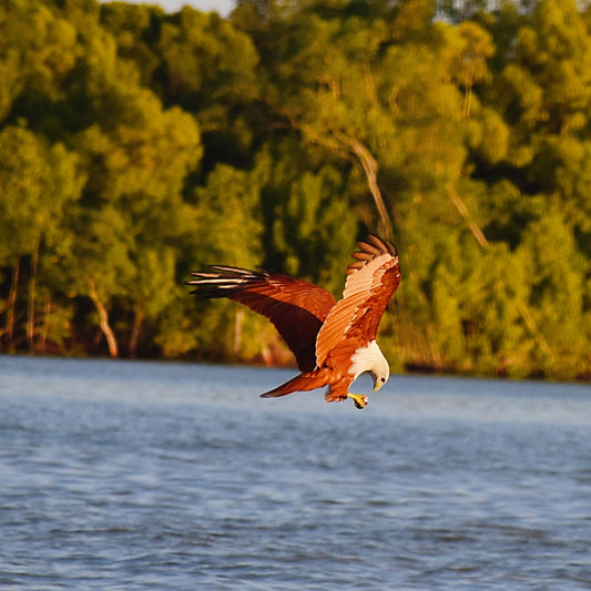 Soar with the Eagles: A Majestic Tour in Kuala Selangor
