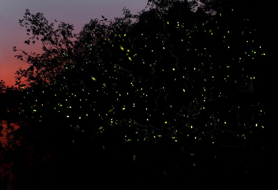 Fireflies Tour